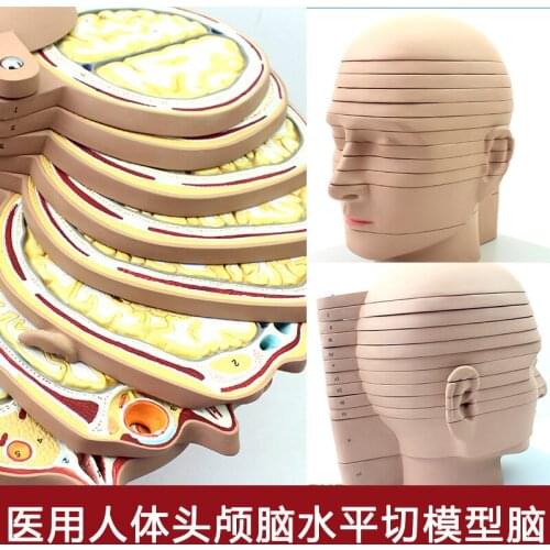 12pcs Detachable Human Head Brain Cross-section Model Horizontal Cut Model CTMRI Medical Imaging