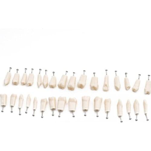 32pcs Soft Gum fit Dental Typodont Model Teaching Model Demonstration Removable Teeth Model