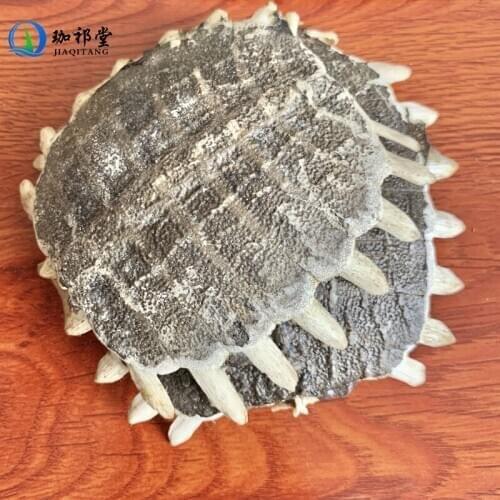 Turtle Shell Carapax Trionycis Trionyx Sinensis Wiegmann Bie Jia