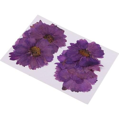 20 Pieces Beautiful Pressed Dried Flowers Purple Coreopsis Natural Dried Flowers for Scrapbook Arts Crafts Supplies