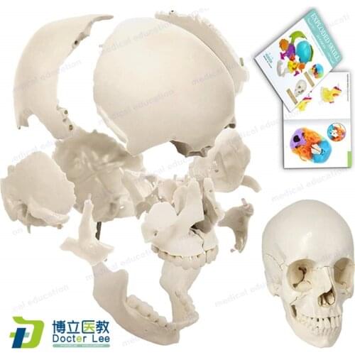 22 Parts Life Size Disarticulated Human Anatomical Skull Skeleton Model with Bone Color for Medical Educational Student Learning