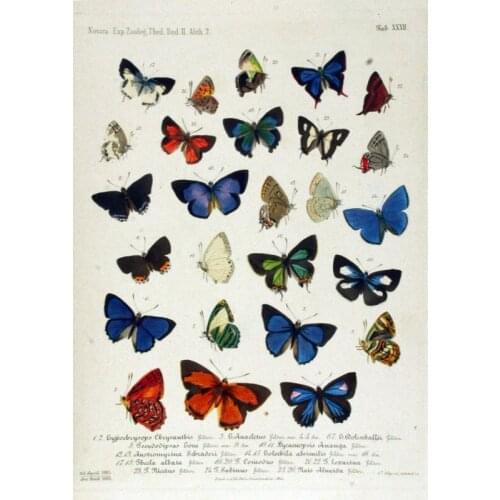 Vintage Butterfly Moth Encyclopedias Illustration Retro Poster Canvas Painting DIY Wall Paper Posters Home Decor Gift