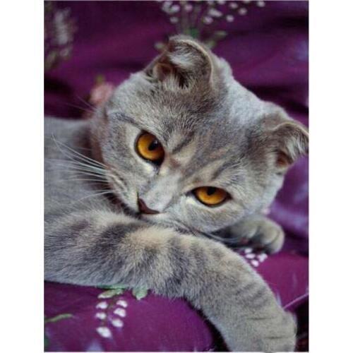 TOUOILP square full Diamond Painting Katten 11