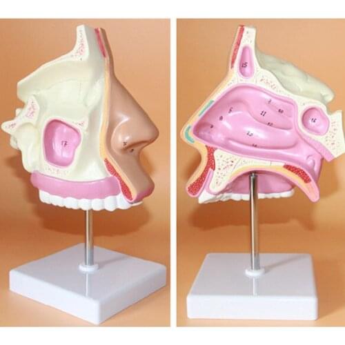 ENT medical nasal anatomical model muzzle nose cavity structure human model with number Marks and base free shipping