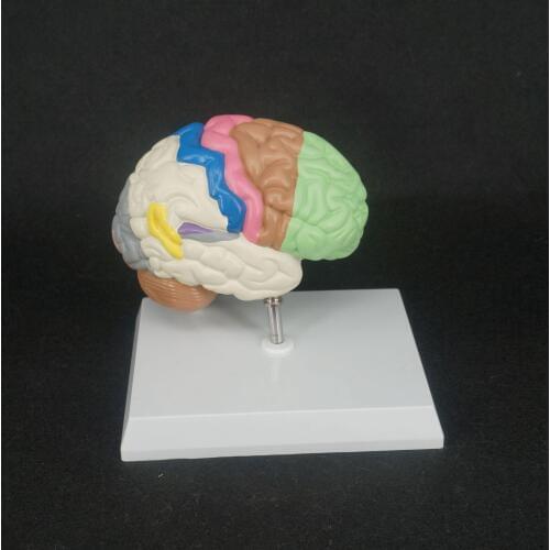 Color Human Brain Domain Anatomy Anatomical Model Right Brain Medical Function Educational Supplies