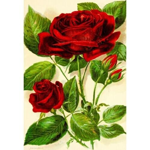 Red Rose Vintage Floral Illustration Aged Look Retro Style Metal Sign, Garden