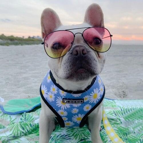 Pet Dog Little Daisy Print Harness for Small Medium Dogs Leash for French Bulldog Chihuahua Pug Dog Accessories for Yorkies S-XL