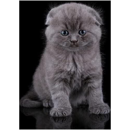 100% DIY 5D spuare&round Diamond Mosaic Cats Handmade 5d diy Diamond Painting Cross Stitch Kits Diamond Embroidery Patterns Arts