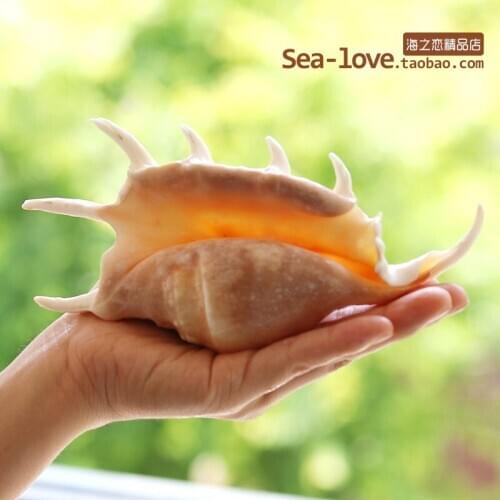 Seven-Horned Natural Conch Creative Gifts Mediterranean Home Decoration Fish Grass Jar Micro-landscape Landscaping Decoration