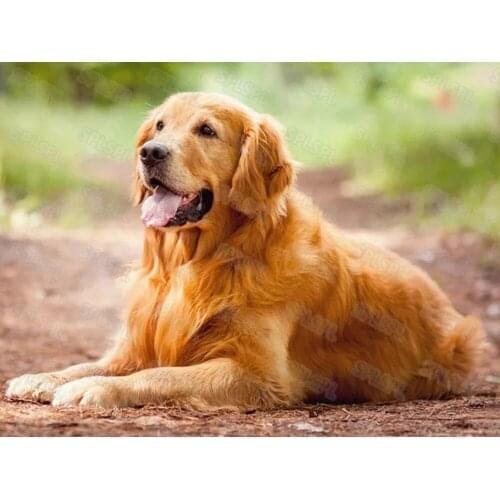 Diy Diamond Painter Keeps Pets Wild Animals Cute Cats German Shepherd Pandas Personality Living Room Porch Decorative Painting