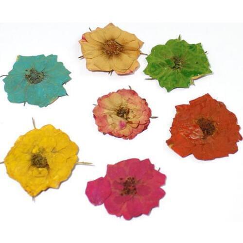 6pcs/lot Rose Dried Flower Preserved Flower Specimen for DIY Manual Glue Mobile Phone Shell Pressed Flowers