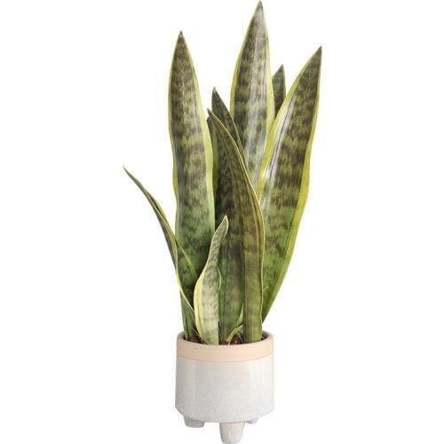 Artificial Plants Sansevieria Bonsai Decoration Fake Plastic Tiger Piran Leaves Aloe Plants Home Garden Decor