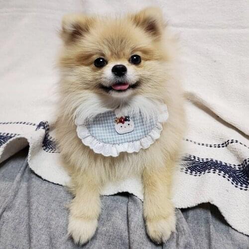 Pet Dog Bib for Small Dogs Puppy Bandanas for Frenchies Yorkies Triangle Scarf for Chihuahua Cute Dog Accessories Saliva Towel