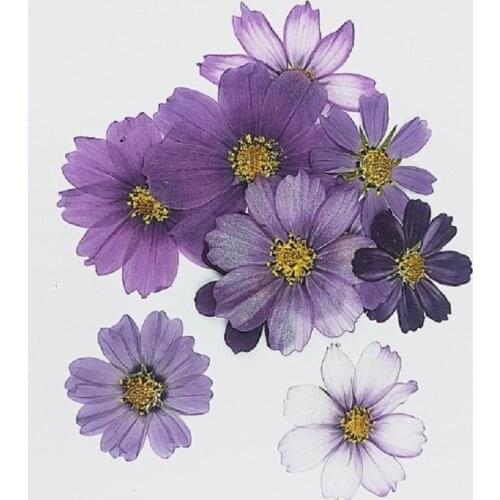 100pcs Pressed Dried Galsang Flower Plant Herbarium For Epoxy Resin Makeup Jewelry Postcard Invitation Card Phone Case DIY