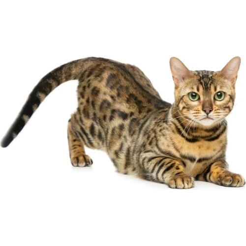 PLAY COOL Car Sticker Bengal Cat Siberian Funny Automobiles Motorcycles Exterior Accssories PVC Decal for BMW VW Audi,20cm*10cm