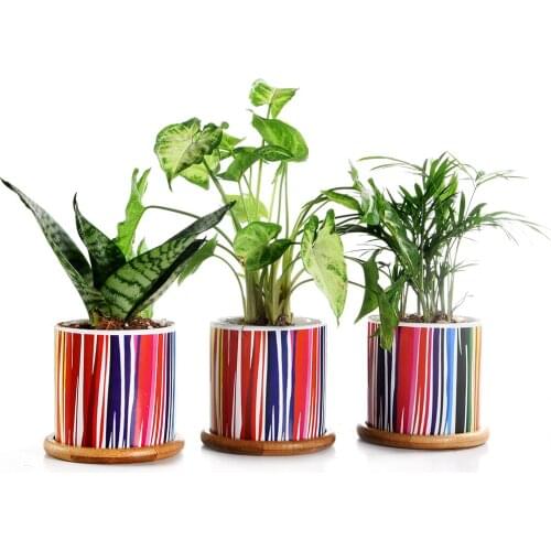Set of 3 Succulent Plant Pots, 3.15 Inch Cylinder Cactus Ceramic Planters with Bamboo Trays & Drainage Hole Surface Pattern