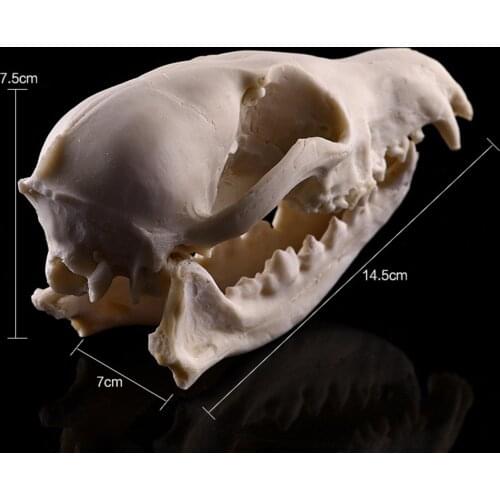 Back to listings 1:1 Home decoration not Real Fox Skull, Fox skeleton , replica Animal Skulls, Oddities, Curiosities figures an