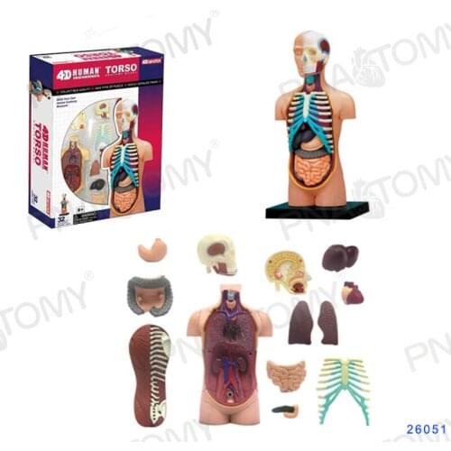 4D MASTER Human trunk model detachable 32 parts visceral organs anatomy educational toys