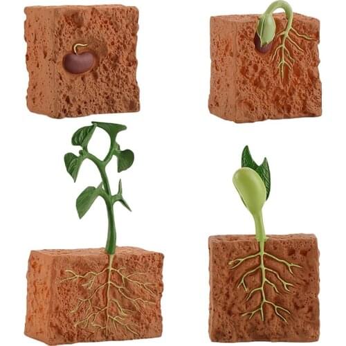 Simulation Life Cycle of a Green Bean Plant Growth Cycle Model Action Figures Collection Science Educational Toys for Children