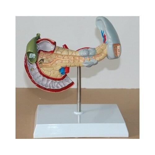 Pancreas and spleen Pathological changes model Duodenum gallbladder model 10*20*5.5cm free shipping