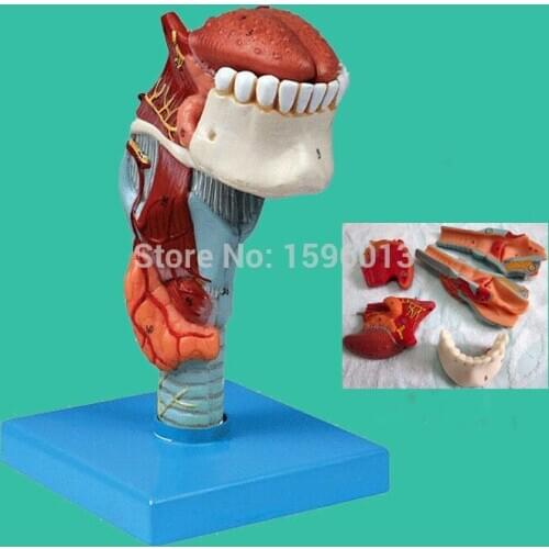 Larynx with Toungue and Teeth Model , anatomical Larynx model