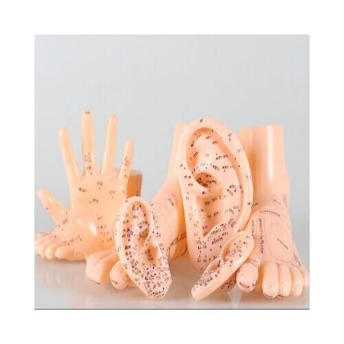 26/50cm Human Acupuncture acupoint Model,Hand Foot Ear Acupoint Points Chinese Medical Teaching Massage Models English Version