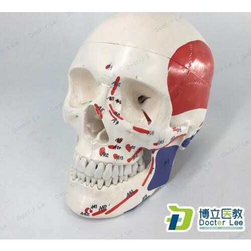 Painted and Numbered 3-Part Classic Skull Model 1:1 Medical Tools for Science Learning