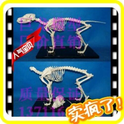 Dog skeleton model dog bone model dog model skeleton model