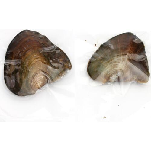 Jewelry Gifts Shell Wish Pearl Oyster Vacuum-packed 6-7mm Round Natural Akoya Pearls in Oyster Pearls 10 Piece One Lot