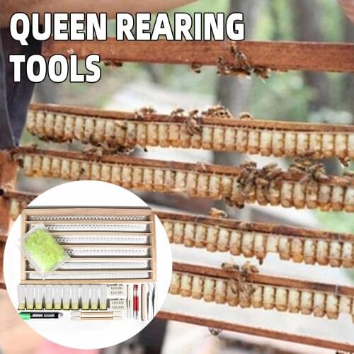 Beekeeping Queen Rearing System For Producing For Apis Mellifera No Need Shift Migratory Bee Larvae Tool
