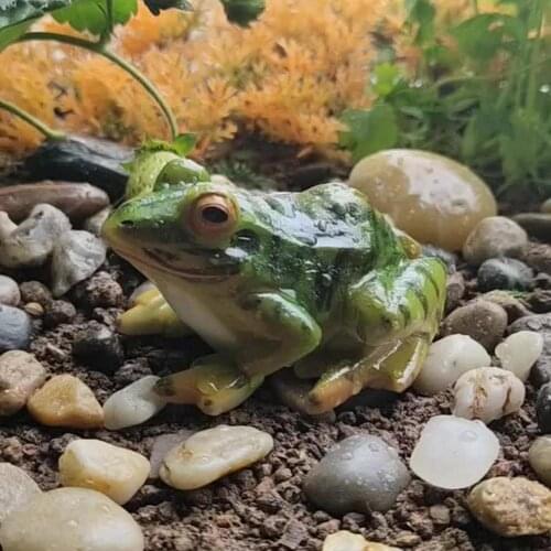 Resin Frog Statue Life Like Mini Durable Terrarium Micro Landscape Frog Animal Figurine Desktop Home Pond Fish Tank Yard Decor