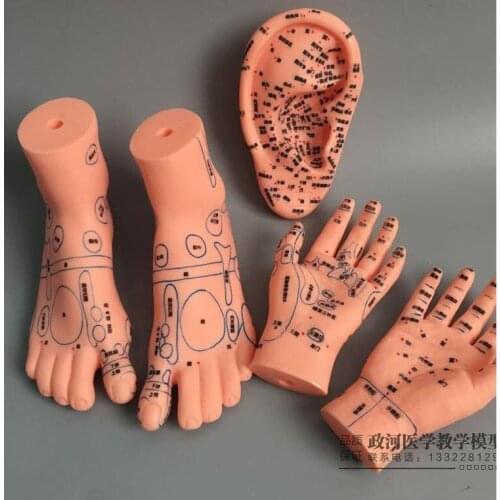 1 pair hand (15cm)+1 pair foot (20*12cm)+ear (16cm) model massage Massage acupuncture points moxibustion