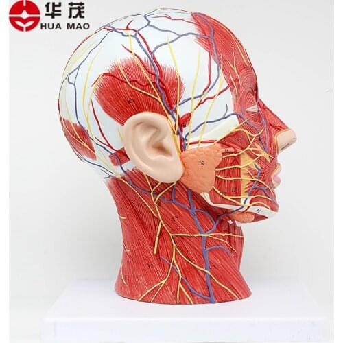Head, sagittal plane, facial nerve, anatomical model, facial model
