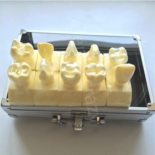 Dental Model ental Cavity Preparation Model #7009 01 Teeth Model