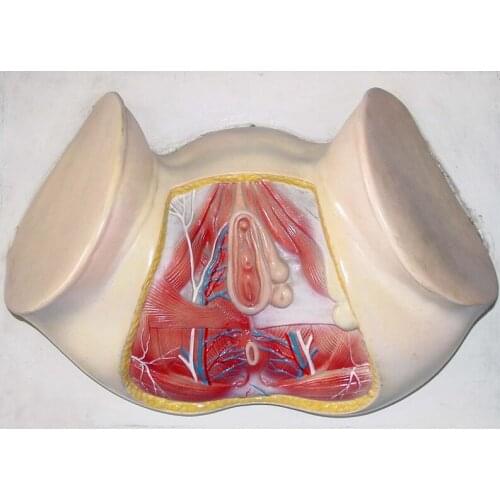 Female perineum model Reproductive system anus Female pelvic model free shipping