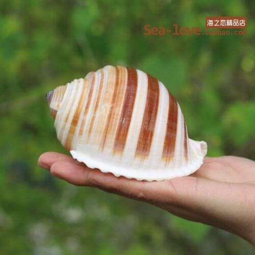 New Sea Snail Natural Shell Large Conch Fish Tank Aquarium Decoration Roll Shellfish Breeding Mediterranean Shell Pot Furnishing