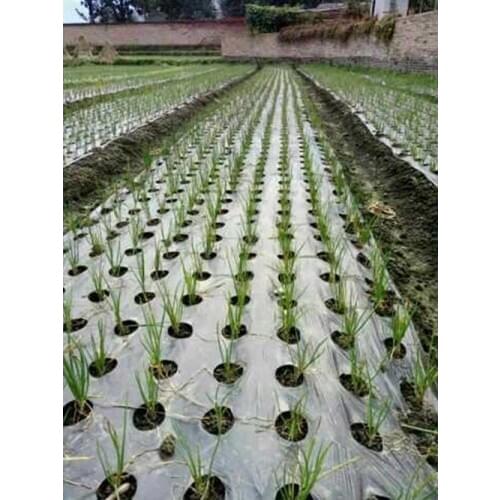 0.95*10m 5Holes 0.02mm Black Mulch Film With Holes Gardening Plants Plastic Perforated PE Film Mulching