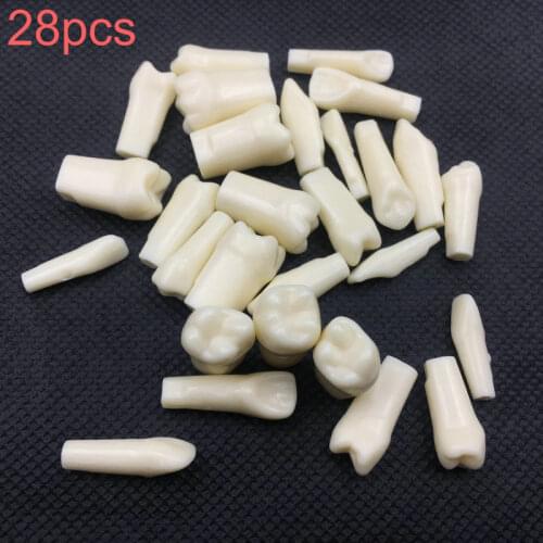 28Pcs Dental Grain Resin Simulation Tooth Simulation Teeth Grain Dental Tooth Model For Dentist Exam Preparation Teaching