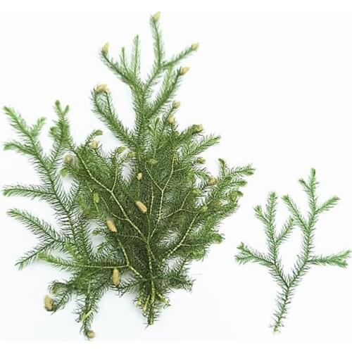 50pcs Dried Pressed Diaphasiastrum Veitchii Plants Herbarium For Jewelry Bookmark Phone Case Postcard Invitation Card DIY