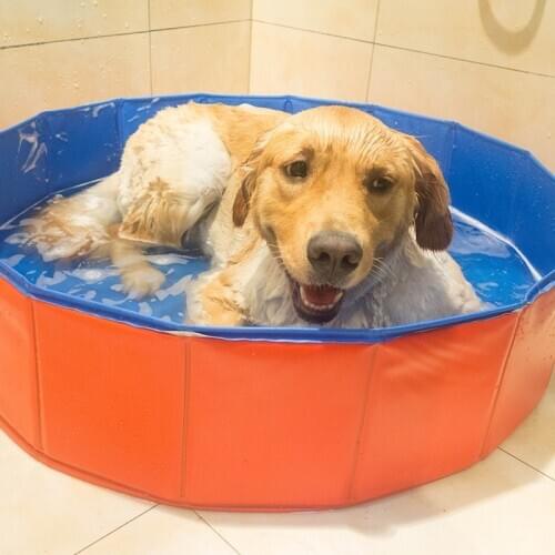 Dog Tub Pet Bathtub Small/Medium/Large Collapsible Dog Bathtub Foldable Bath Bucket Dog Bath Tools