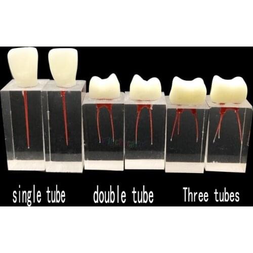 1pcs/3pcs Endodontics Root Canal Endo Training Block with Crowns Endo Teaching Study Model Practice Simulation
