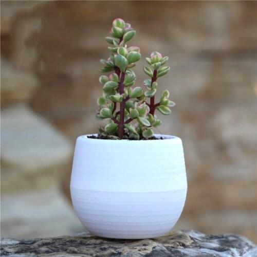 Mini Colourful Round Plastic Plant Flower Pot Garden Office Home Decor Planter Desktop Decor Flower Succulents Plants Pots