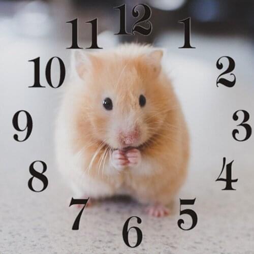 Full Square Round 5D Diamond Painting Kit With Clock Mechanism Cross stitch Diamond Embroidery Mosaic Animal Mouse Gift