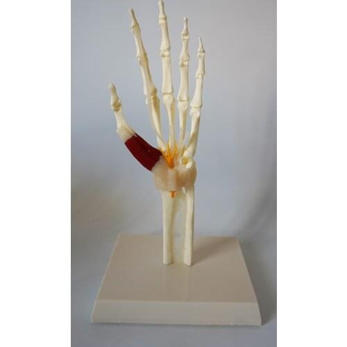 Hand joint skeleton modell with muscle bond ligament nerve medical teaching education model