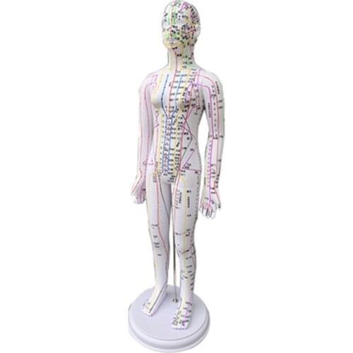 Acupuncture and moxibustion acupoint human model femal male body points 1pc