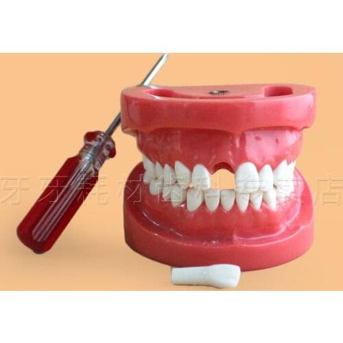 Dental detachable tooth model Posture dental practice model Simulation model of oral materials