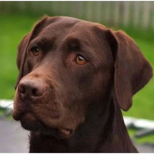 5D Diy Diamond Painting Labrador Dog Diamond Embroidery Animal Full Rhinestone Picture Mosaic Cross Stitch Kits Home Decoration