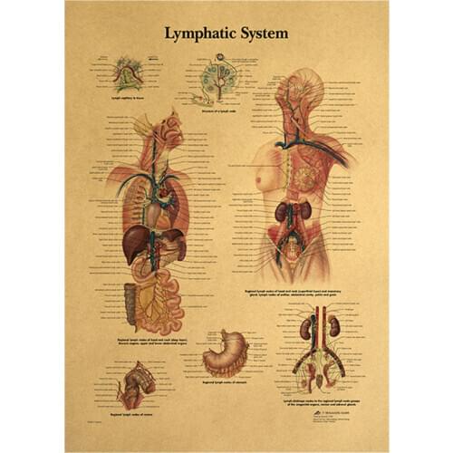 Human body-lymphatic system detailed explanation drawing kraft paper retro poster classroom museum decor painting wall stickers
