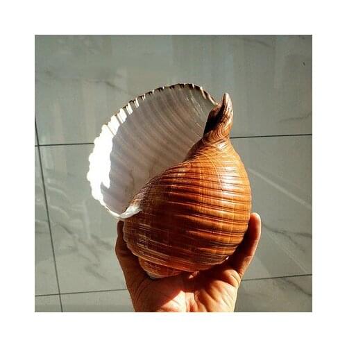 Natural Large Snail Striped Seashell Conch Avoid Aquarium Landscaping Potted Storage Home decoration Succulent planting