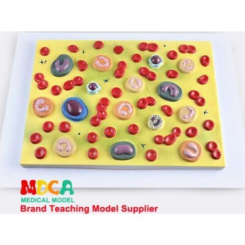 Medical Model Medicine Teaching MXXB001 for Hematological Anatomy Model Cell Model